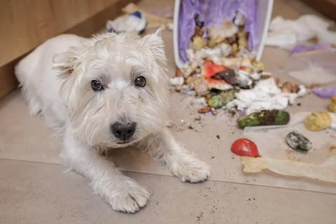Dog Surrounded by Scattered Garbage in Kitchen with Allergy Symptoms Stock Photos