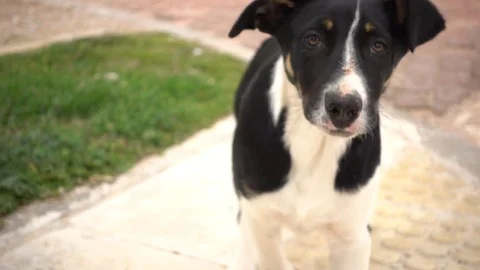 Dog is swallowed Stock Footage 85426323