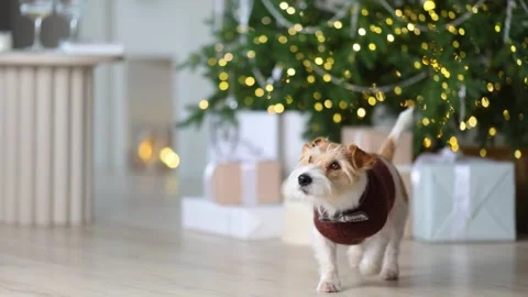 A dog in a sweater and bow tie against the background of a decorated Christmas 스톡 동영상 256599751