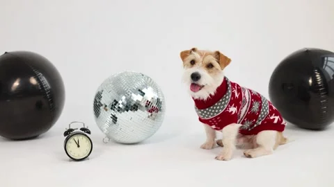 A dog in a sweater with deer sits next to holiday balls Stock Footage 255859752