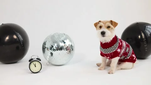 A dog in a sweater with deer sits next to holiday balls 스톡 동영상 255860013