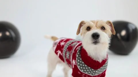 A dog in a sweater with deer sits next to holiday balls Stock Footage 255860153