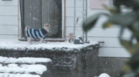 Dog In Sweater During Snowfall Stock Footage 58802166