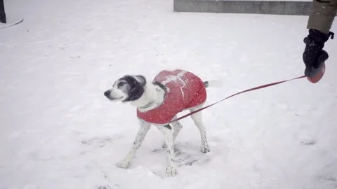 Dog Snowing Stock Video Footage Royalty Free Dog Snowing Videos Pond5