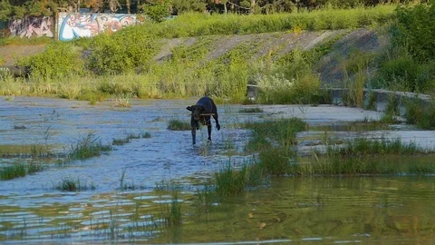 The dog sweeps fun in the shallow river Vídeos de archivo 122079391