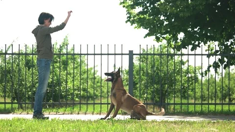Dog is swiftly executing commands. Stock Footage 82976253