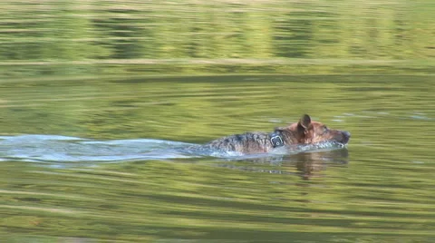 Dog swimming Stock Footage 5956407