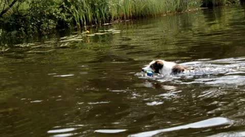 Dog swimming Video stock 11635012