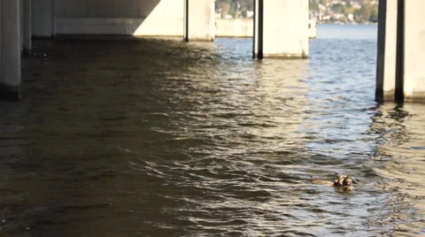 Dog swimming Stock Footage 44352377