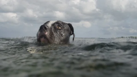 Dog swimming 120735682