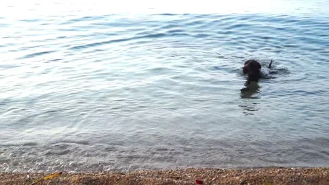 The dog is swimming Stock Footage