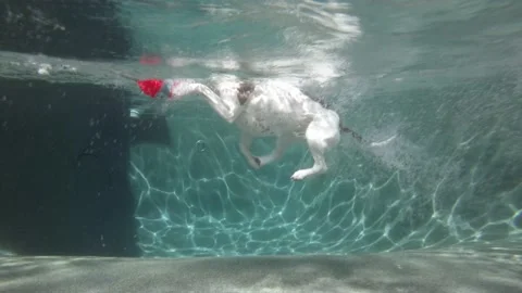 Dog Swimming Stock Footage 149324316