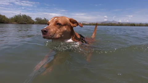 Dog swimming Stock Footage 158648282