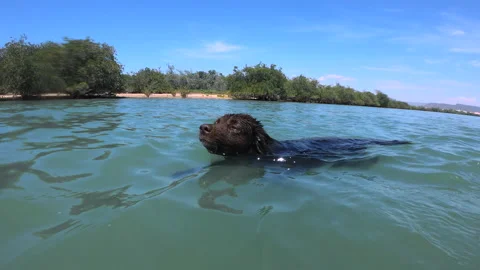 Dog swimming Stock Footage 158649953