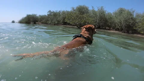 Dog swimming Stock Footage 158650051