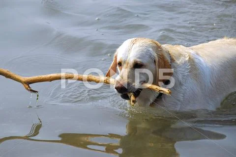 Dog swimming Stock Photos