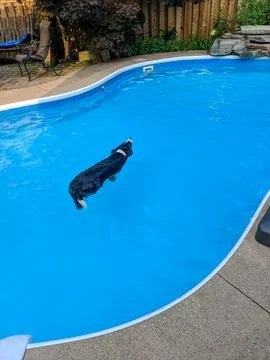 A dog swimming in a pool in the backyard Stock Photos