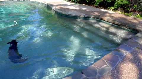 Dog Swimming in a Pool Stock Footage 246461007