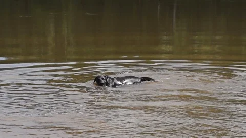 The dog is swimming in the river Stock Footage 79325467