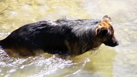Dog swimming in the river 库存影片 91066079