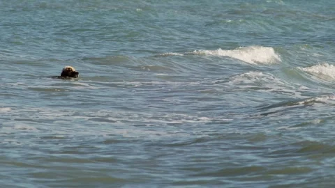 Dog Swimming Through Ocean Waves Vidéo 335669908