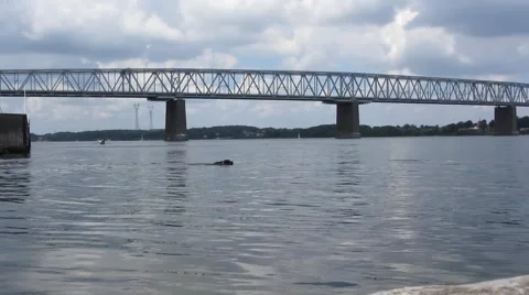 Dog Swimming under a massive old metal railroad bridge Stock Footage 61412835