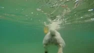 Dog Swimming Underwater In The Sea. Funny Puppy Paws Stock Footage