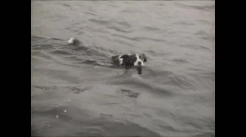 Dog Swims 1926 Video stock 56162014