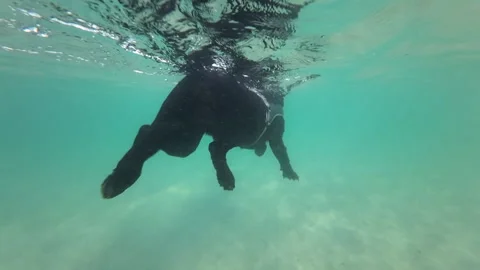 Dog swims back Stock Footage 197460753