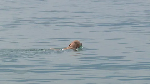 Dog swims for the ball Stock Footage 31813356