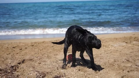 Dog swims Stock Footage 184370871