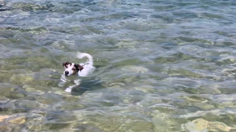 Dog swims Stock Footage 197436720