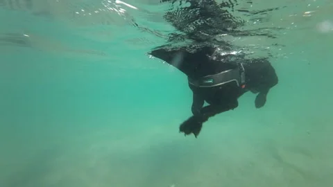 Dog swims Stock Footage 197460993