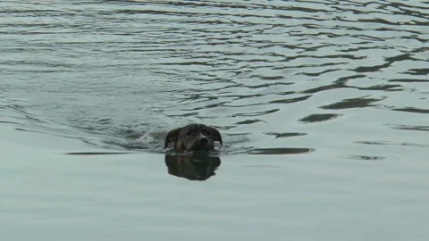 The dog swims to the shore Vídeo Stock 106968087