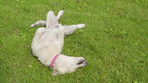 The dog is swinging on the grass. Video stock 304263518