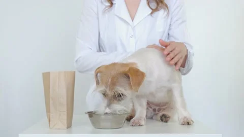 The dog on the table eats food from a bowl. Girl petting Jack Russell Terrier Video stock 172573932