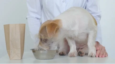 The dog on the table eats food from a bowl. Girl petting Jack Russell Terrier Stock-Footage 172574286