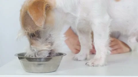 The dog on the table eats food from a metal bowl. Examination at the veterinary  Stock Footage 172574960