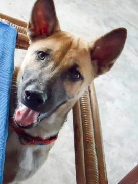 Dog on table Stock Photos