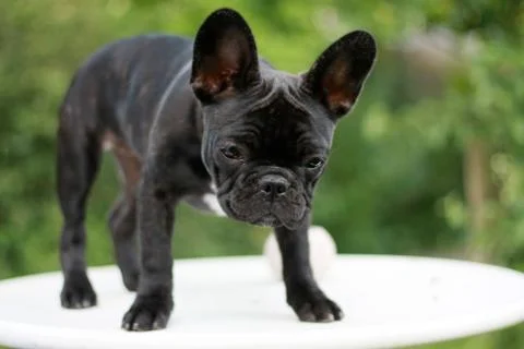 Dog on a table Foto stock
