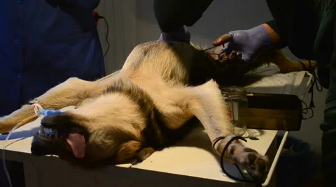 Dog is on the table under anesthesia during surgery and the hands of doctors Stock Footage 65463888