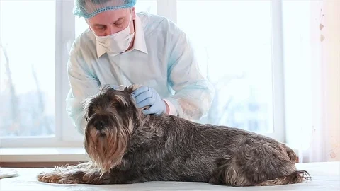 The dog is on the table. The vet cleans the ears of the dog Stock-Footage 102132268