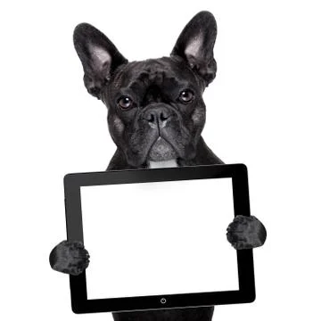 Dog with tablet pc Foto stock