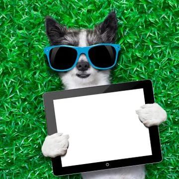 Dog tablet pc Stock Photos