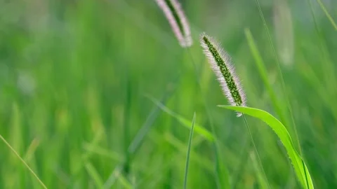 Dog tail grass Stock Footage 258107215