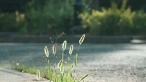Dog tail grass on the side of the road at sunset Stock Footage 257857604