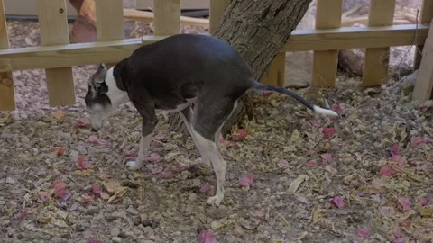 Dog takes a crap Stock Footage 276447414