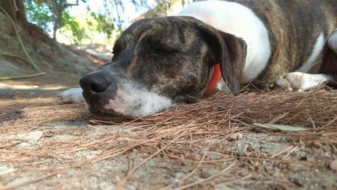Dog Takes a Look Before Sleeping Stock Footage 117130832