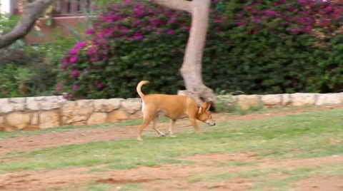 Dog takes a pee Video stock 729642