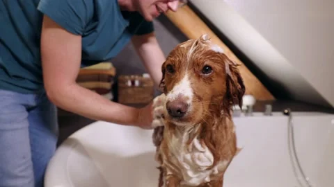 Dog taking bath at home. Stock Footage 185030096